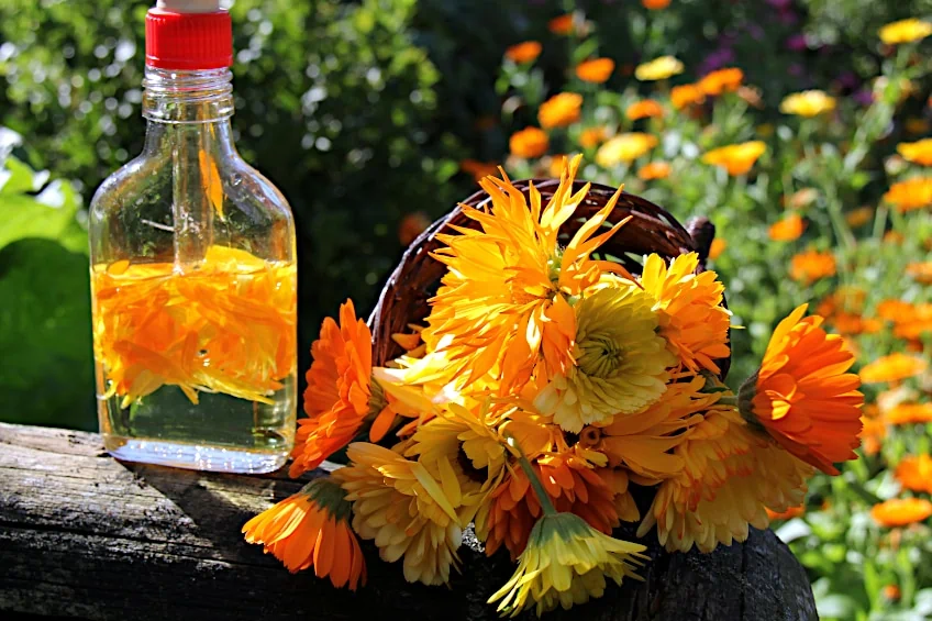 Calendula Oil Infusion