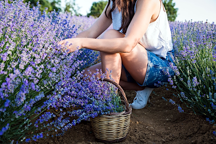 Steps to Infuse Oil with Lavender